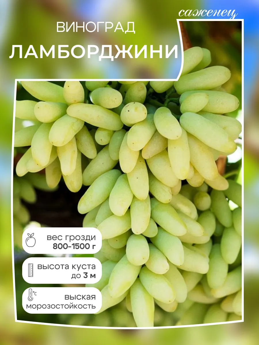 Виноград саженец Ламборджини