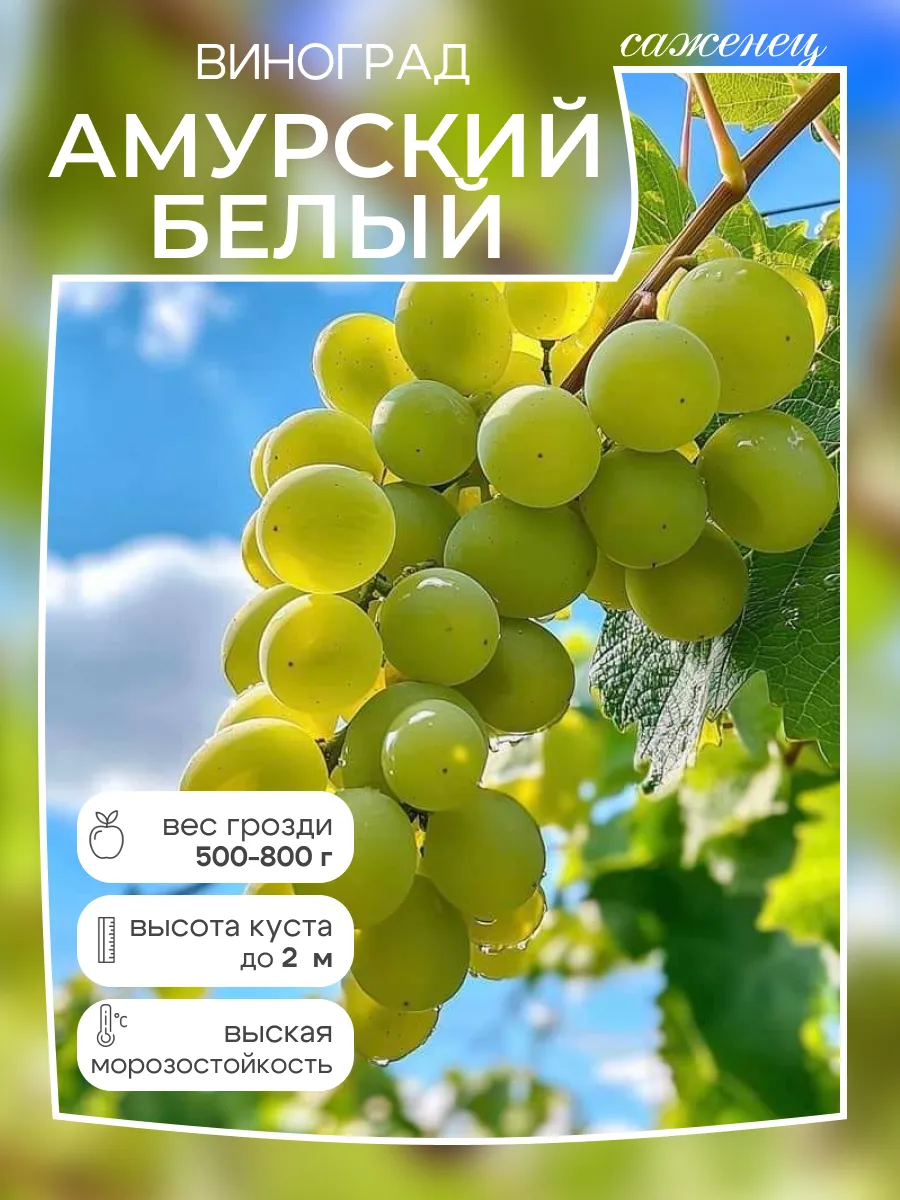 Виноград саженец Амурский Белый