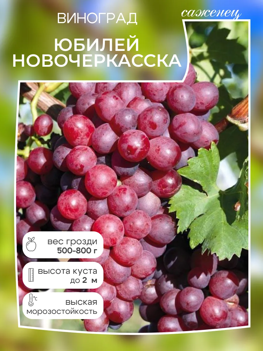Виноград саженец Юбилей Новочеркасска
