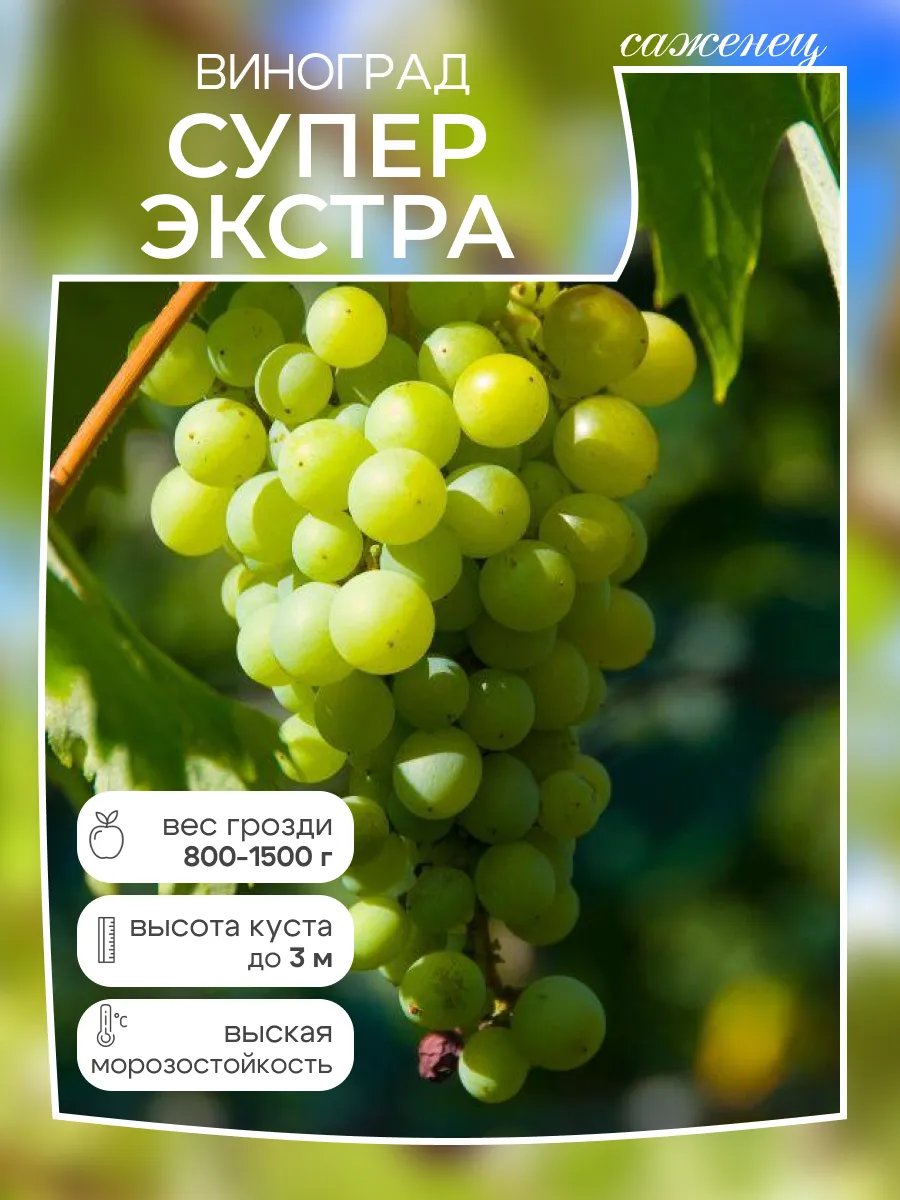 Виноград саженец Супер Экстра