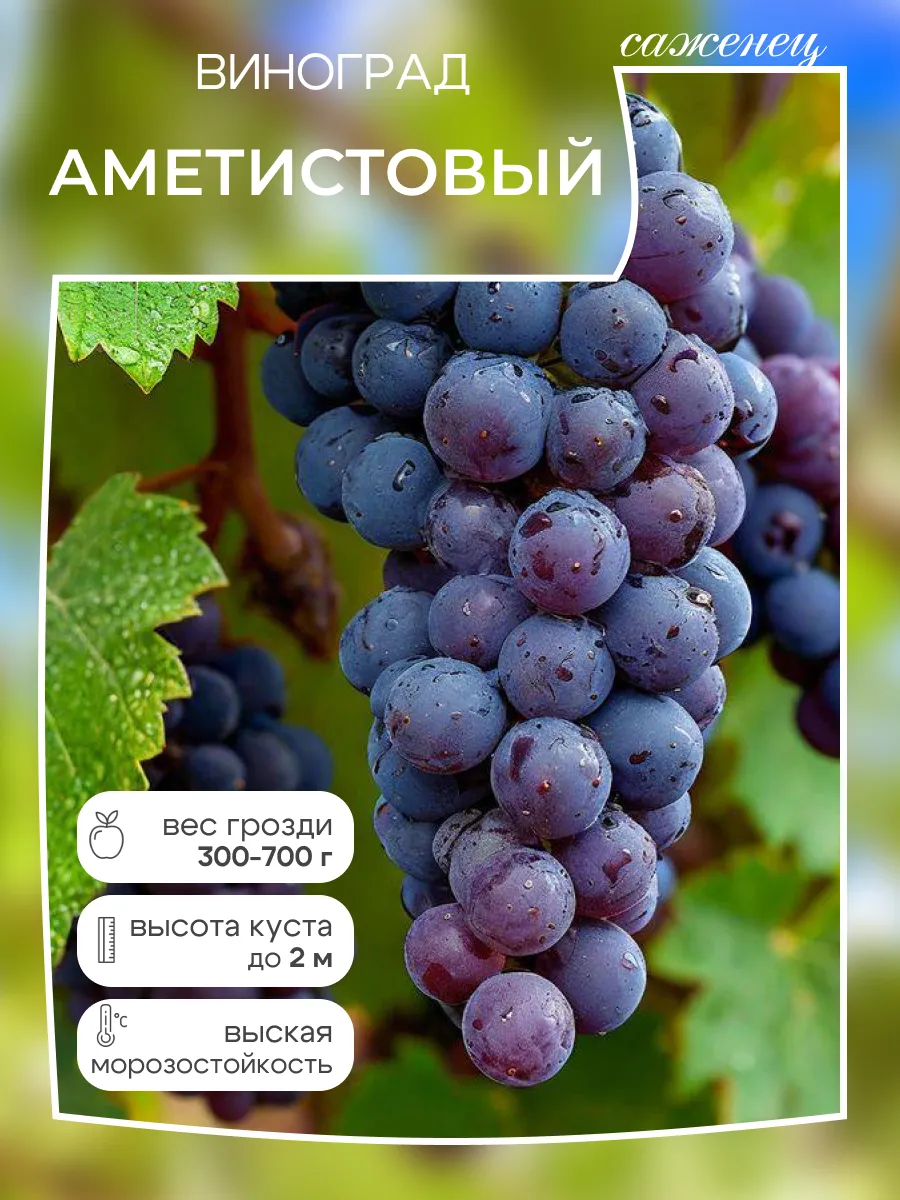 Виноград саженец Аметистовый