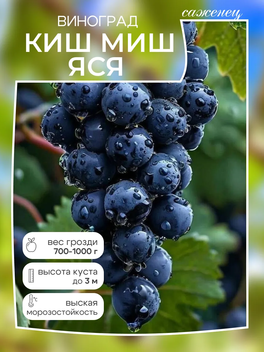 Виноград саженец Киш Миш Яся