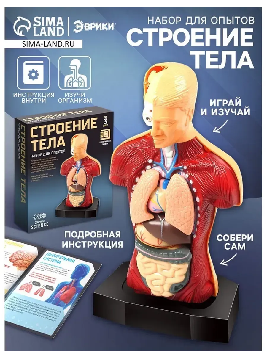 Увлекательный научный опыт Строение тела