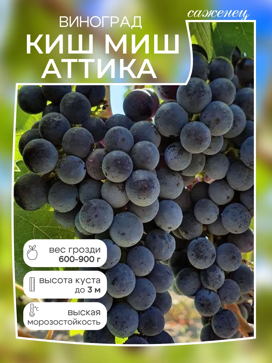 Виноград саженец Киш Миш Аттика
