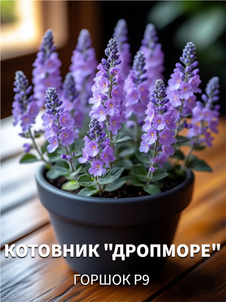 Садовые угодья / Котовник саженец многолетний карликовый комнатный Дропморе