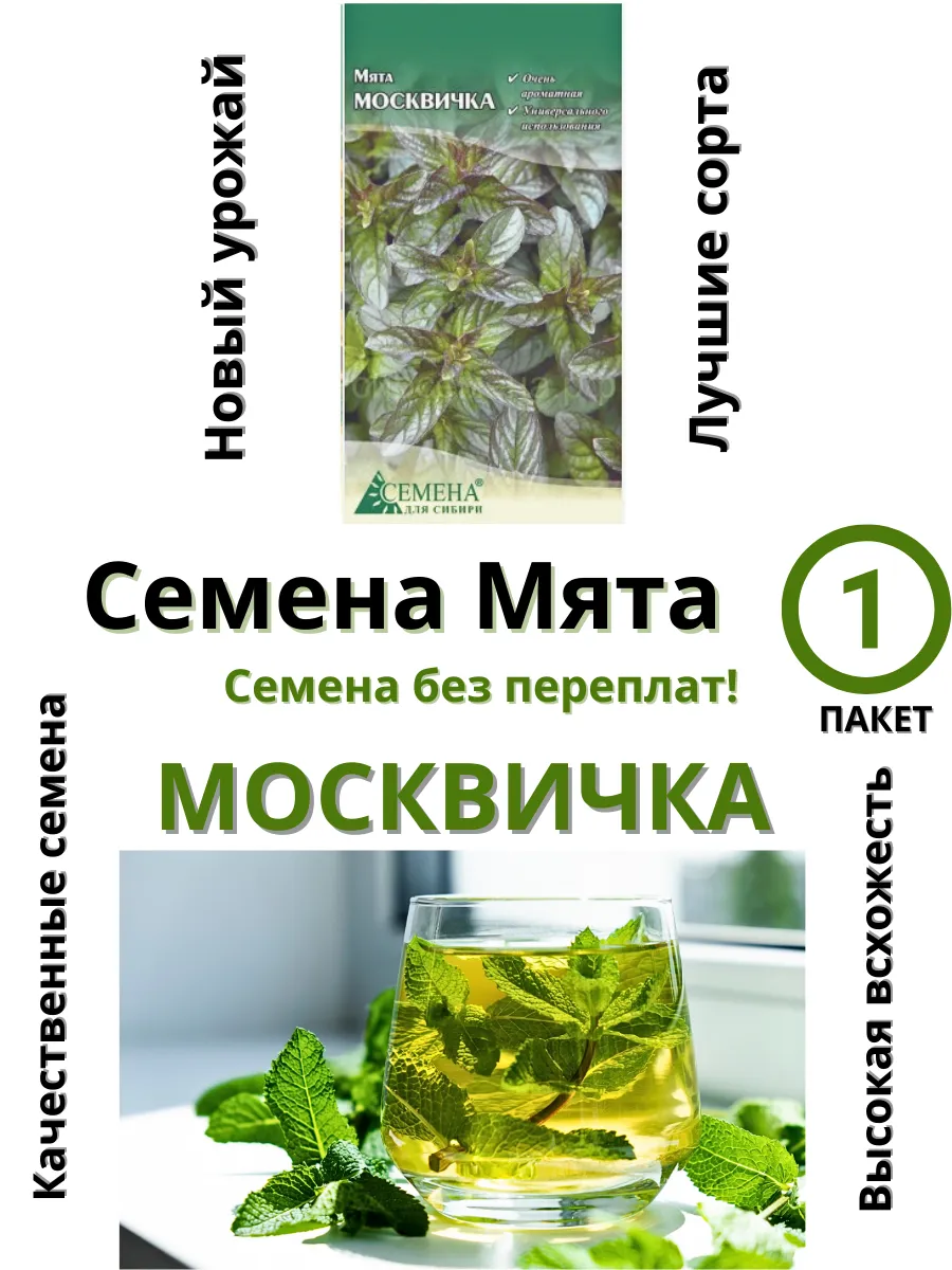 Семена для сибири / Семена Мята Москвичка
