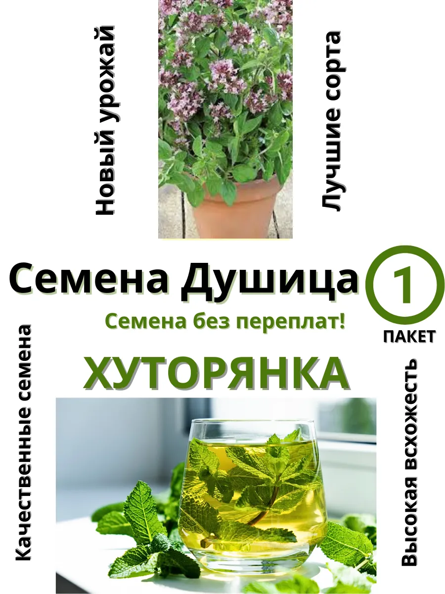 Семена для сибири / Семена Душица Хуторянка