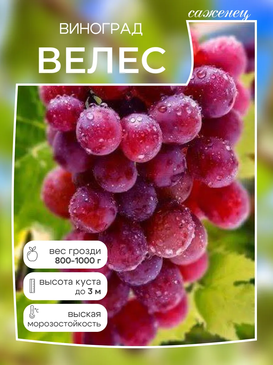Виноград саженец Велес
