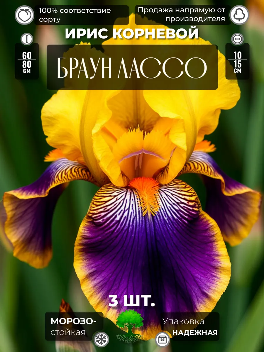 Флоратория / Ирис Корневище Браун Лассо