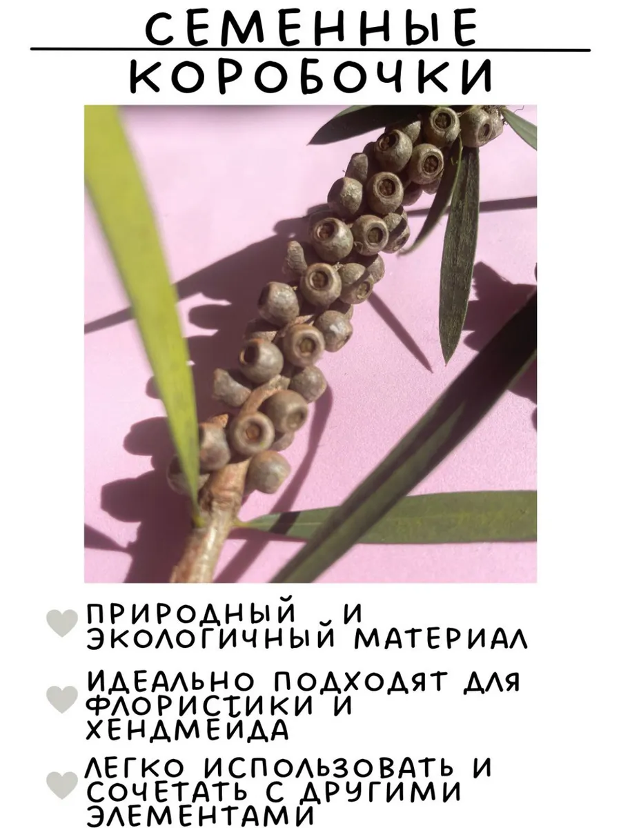 Krish / Коробочки каллистемона