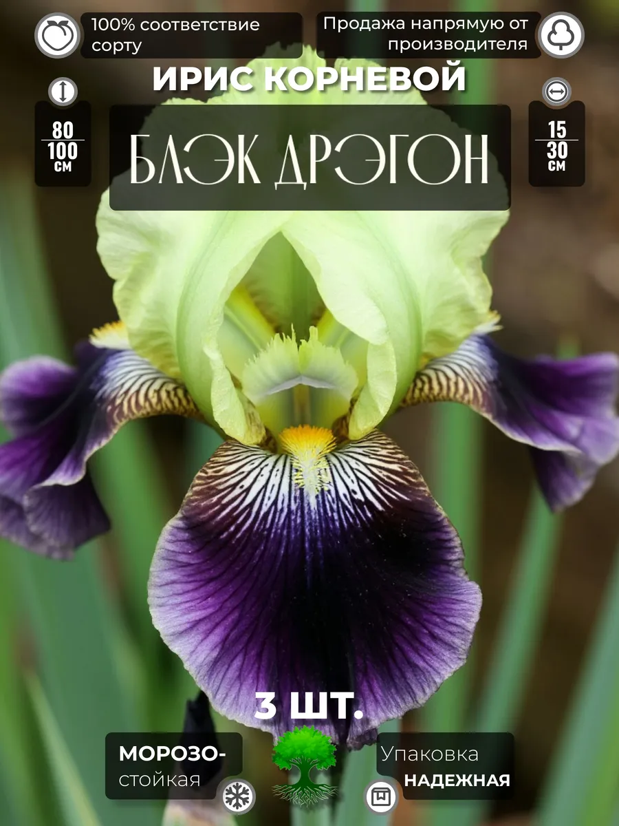 Флоратория / Ирис Корневище Блэк Дрэгон