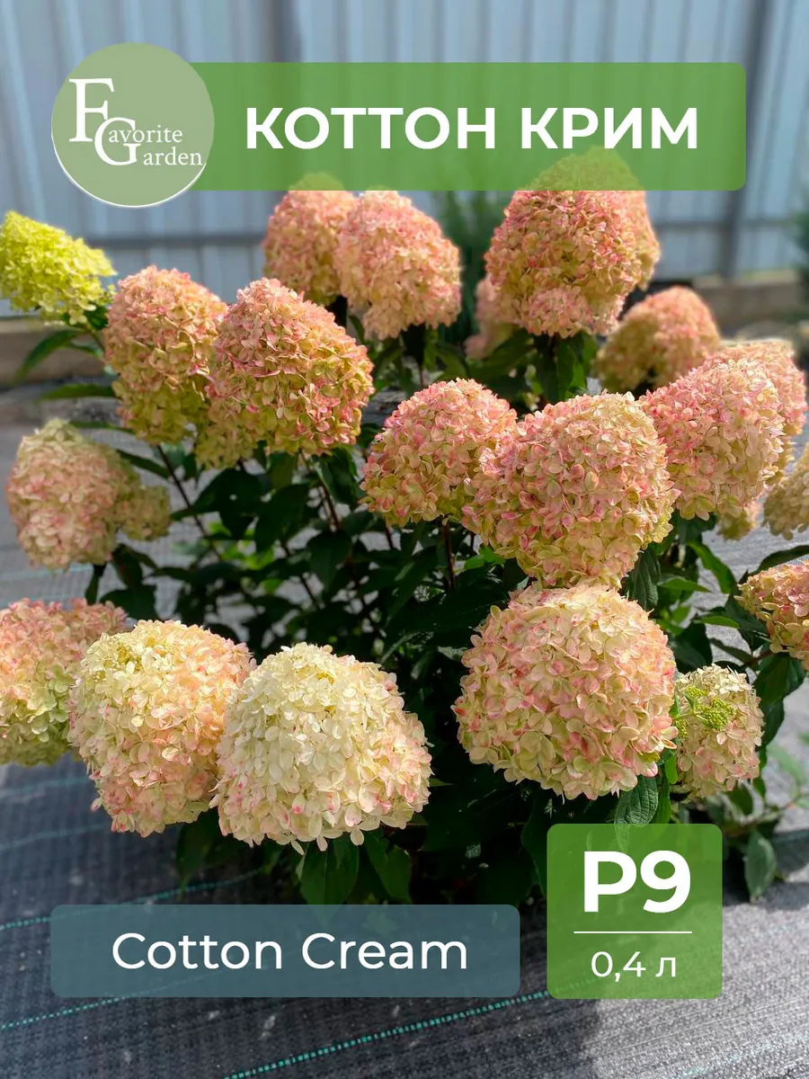 Гортензия саженец Коттон Крим Cotton Cream
