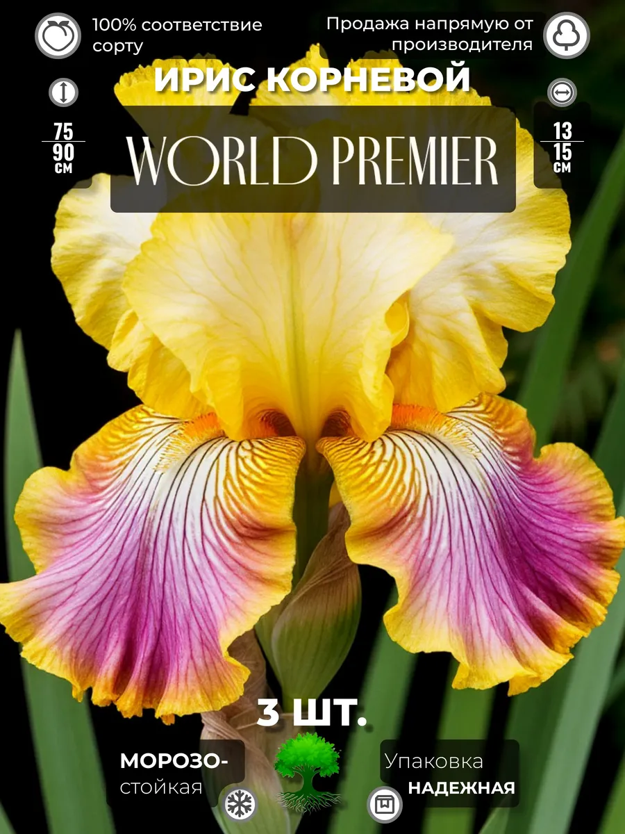 Флоратория / Ирис Корневище World Premier
