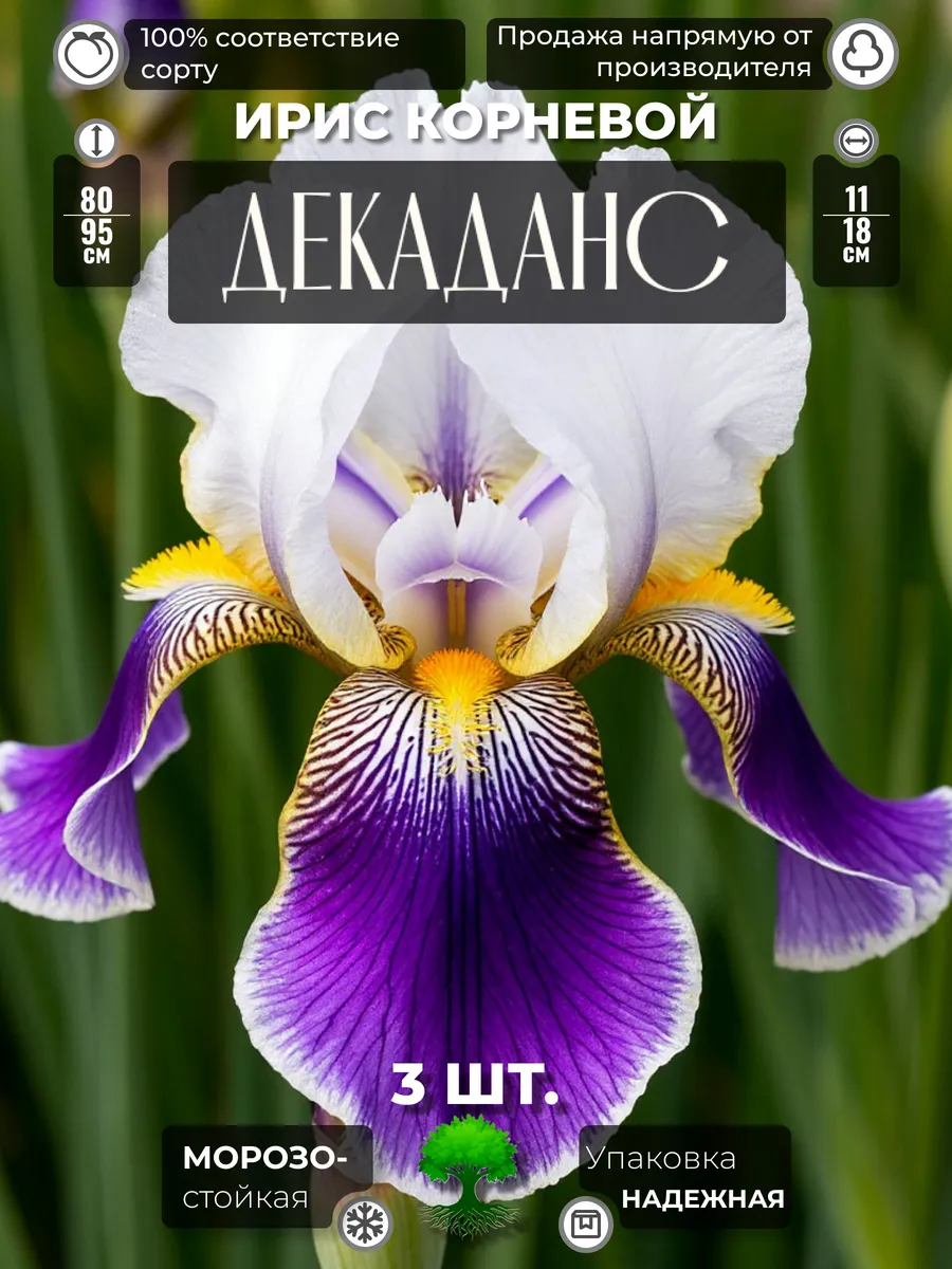 Флоратория / Ирис Корневище Декаданс