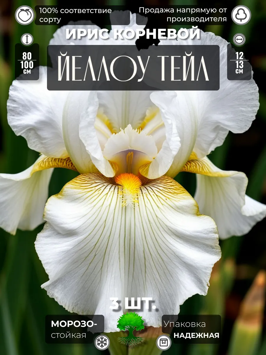 Флоратория / Ирис Корневище Йеллоу Тейл