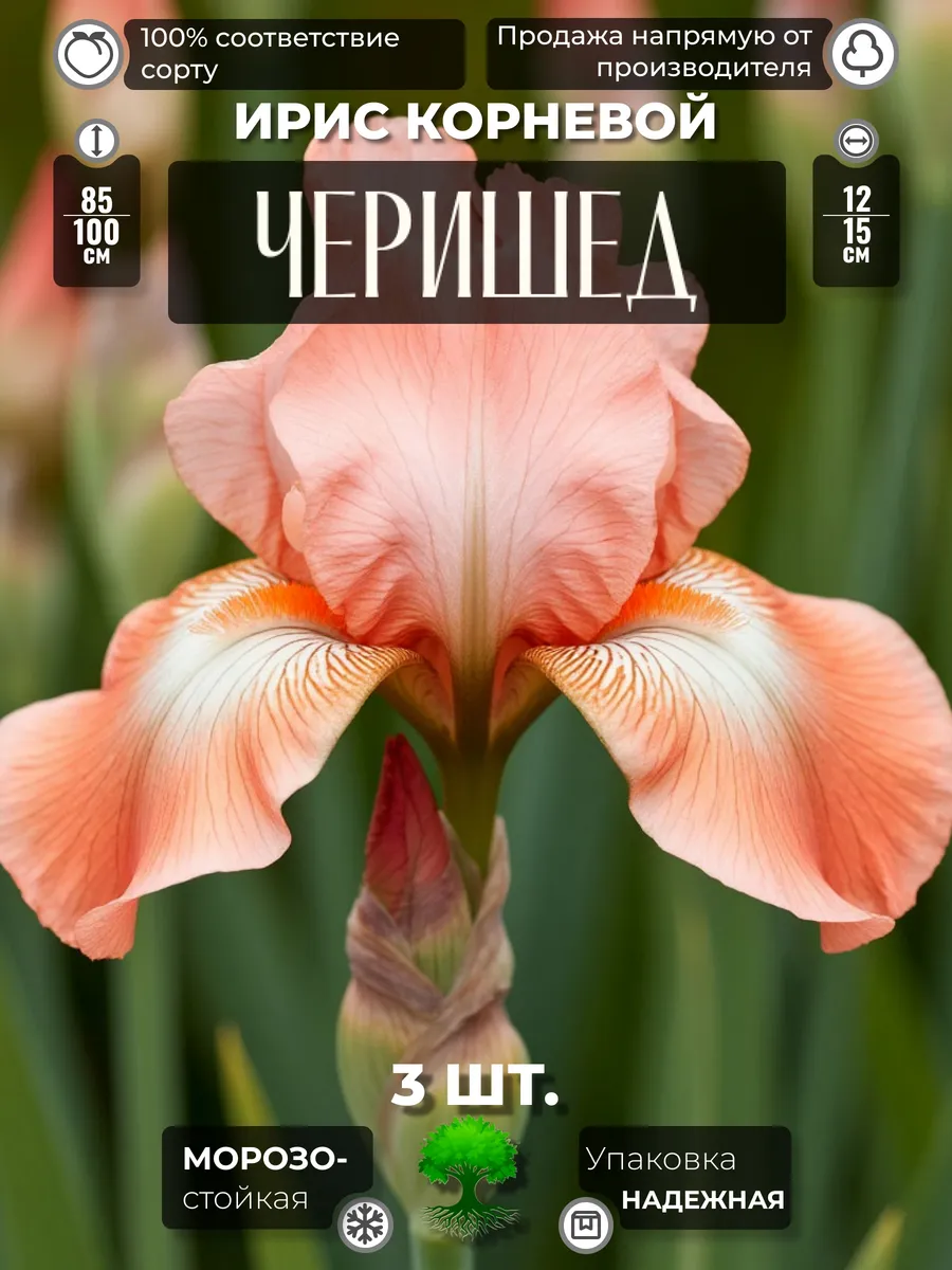 Флоратория / Ирис Корневище Черишед