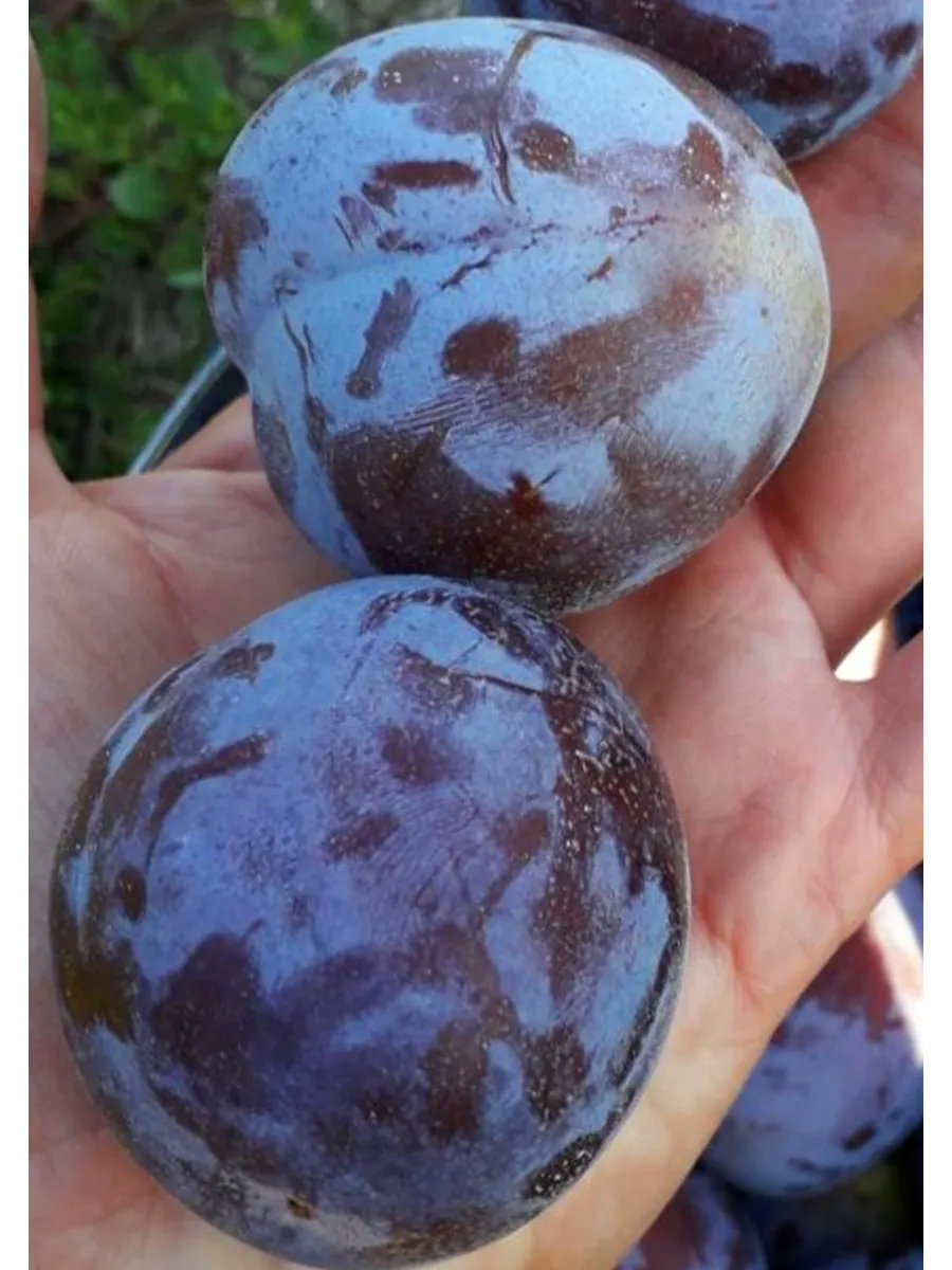Бабушкин сад / Слива Кабардинская ранняя