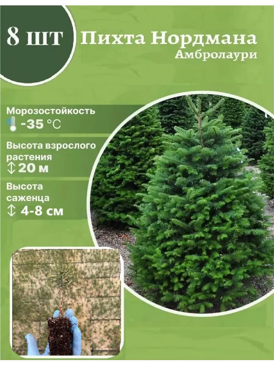 Агромир-питомник растений / Набор пихты Нордмана Амбролаури, сеянцы 8 шт