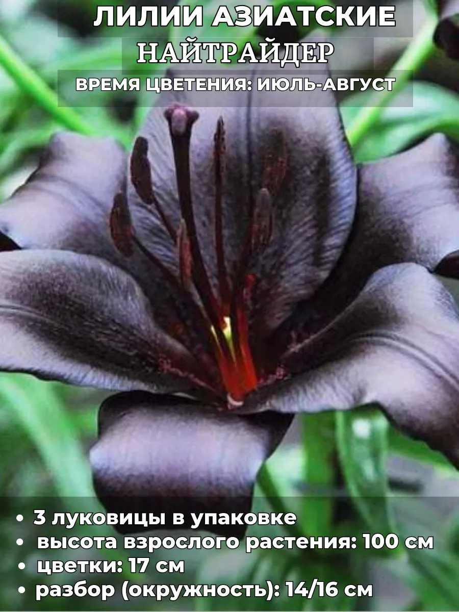 Садовая мозаика / Лилия Найтрайдер, луковицы на посадку 3 штуки