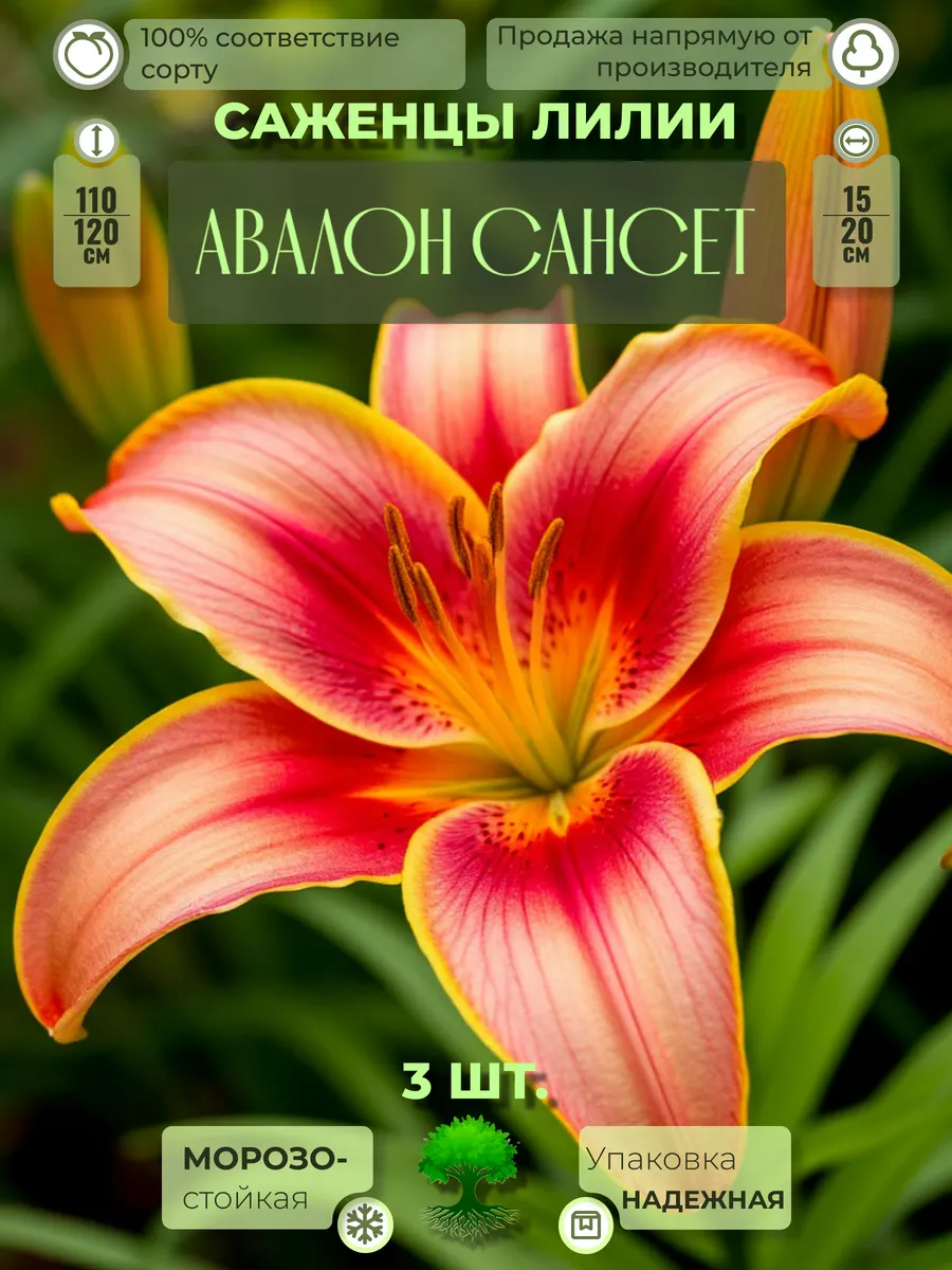 Флоратория / Луковицы Саженцы Лилии Авалон Сансет