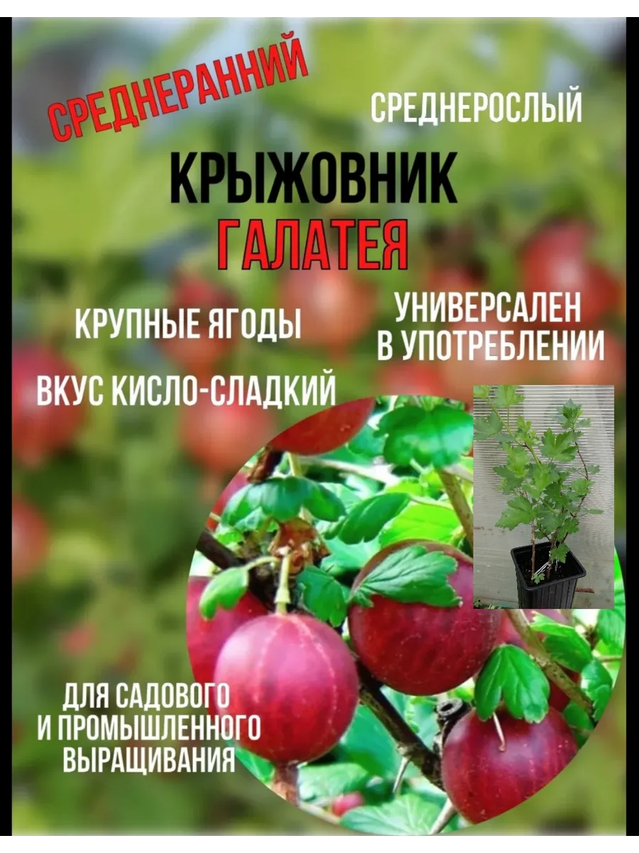 Мудрый короб / Крыжовник Галатея