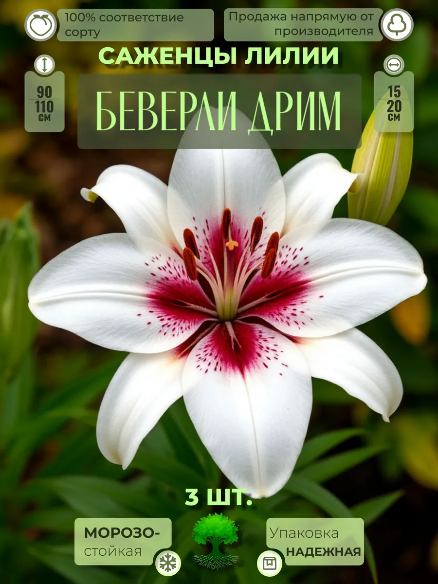 Флоратория / Луковицы Саженцы Лилии Беверли Дрим