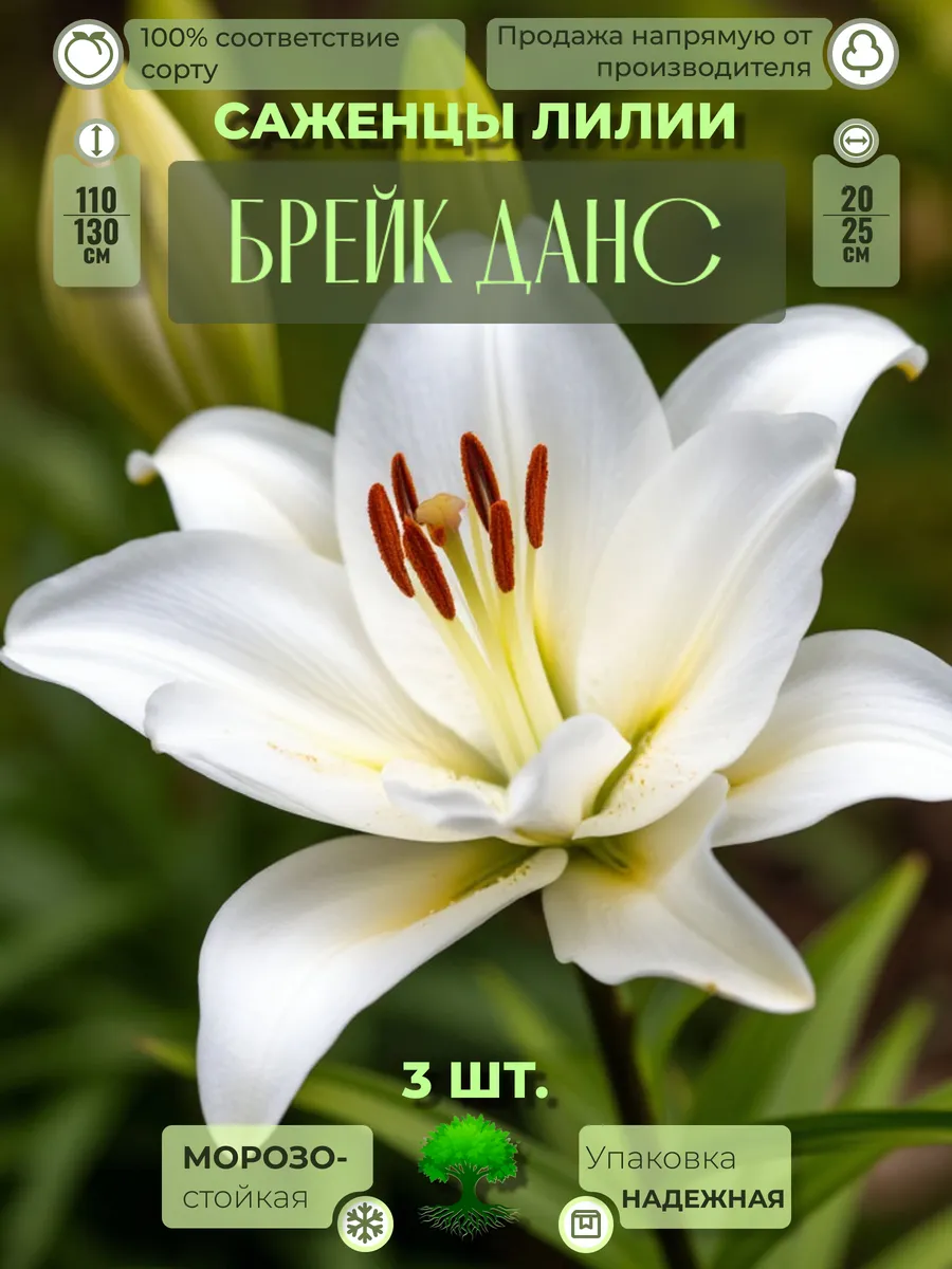 Флоратория / Луковицы Саженцы Лилии Брэйк Данс