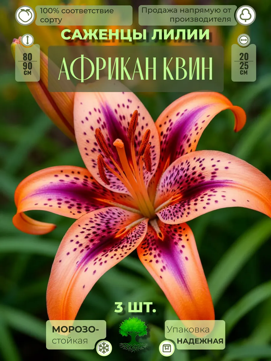 Флоратория / Луковицы Саженцы Лилии Африкан Квин