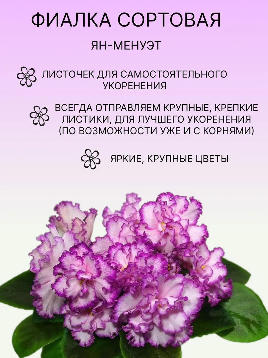 Magnolia / Фиалка сортовая комнатная живая Ян-Менуэт