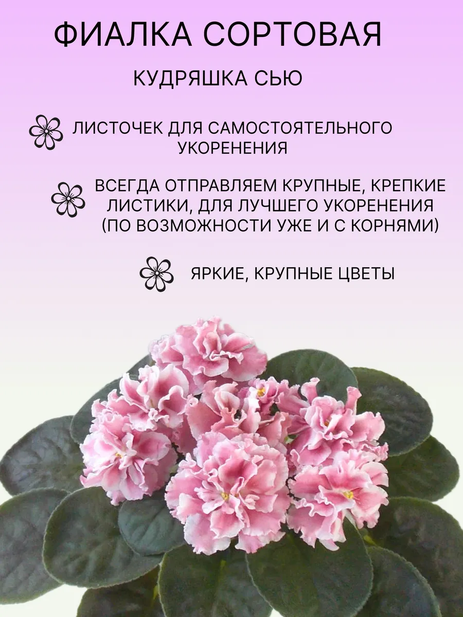 Magnolia / Фиалка сортовая комнатная живая Кудряшка Сью