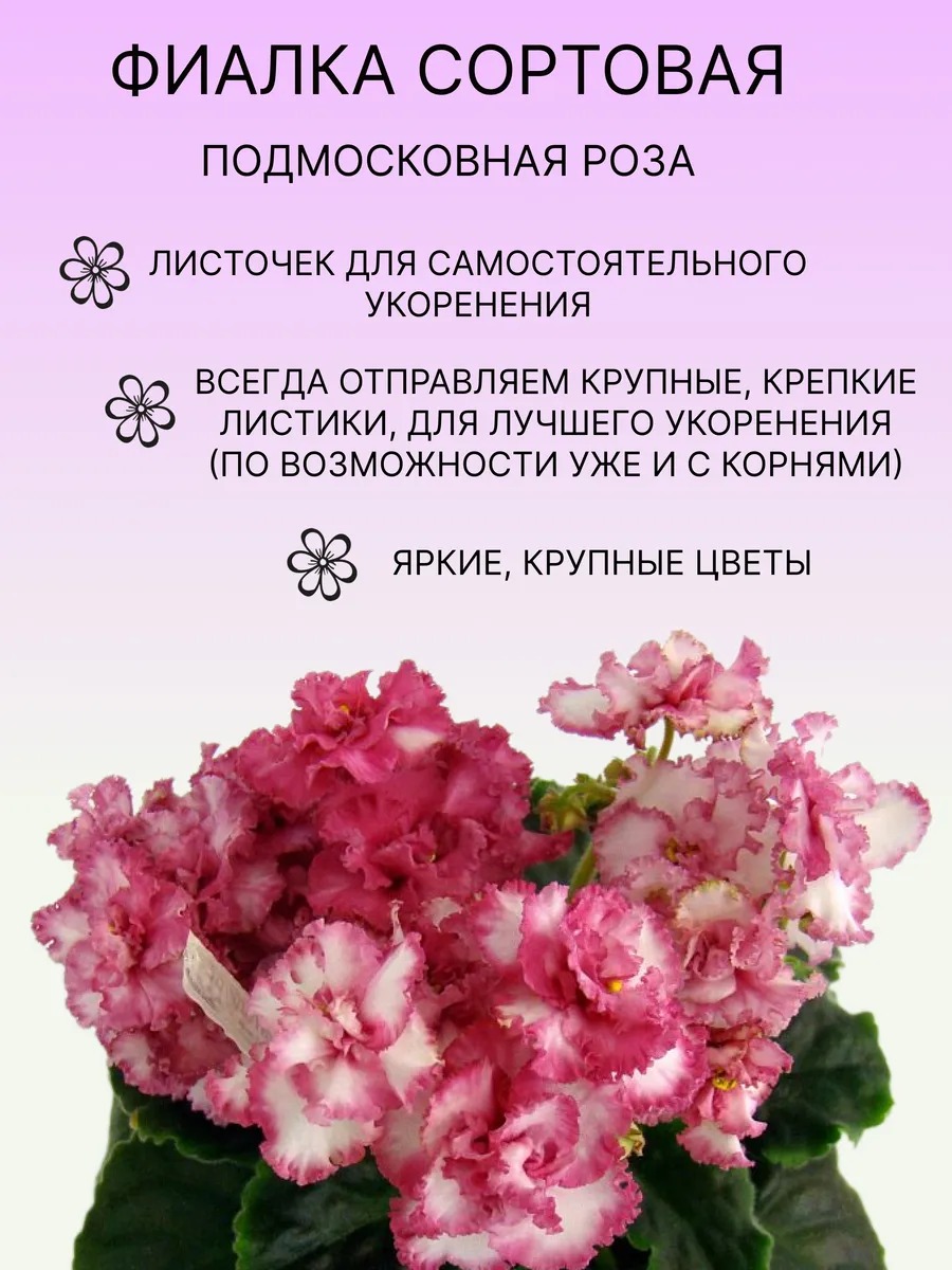 Magnolia / Фиалка сортовая комнатная живая Подмосковная роза