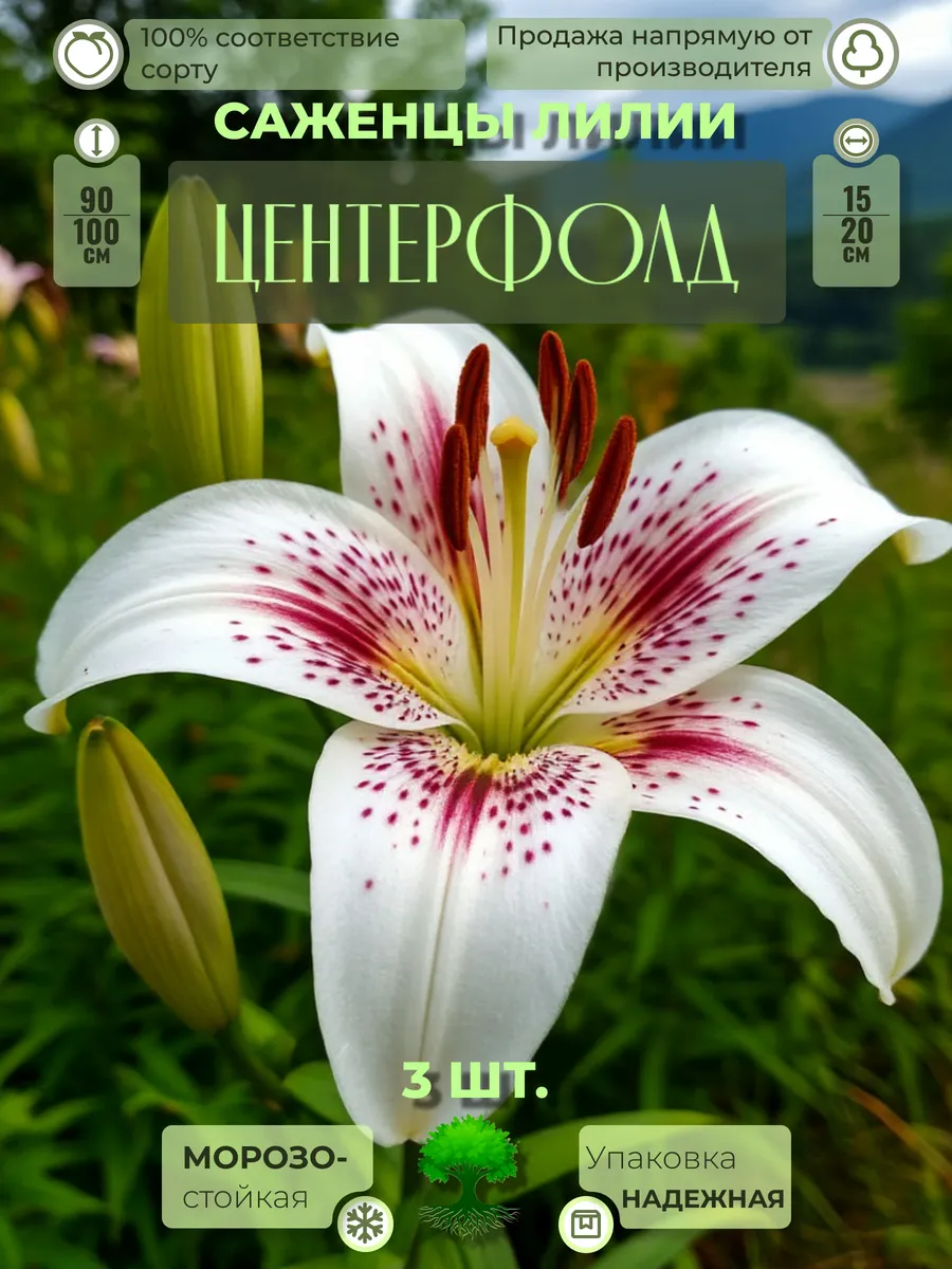 Флоратория / Луковицы Лилии Многолетние Центерфолд