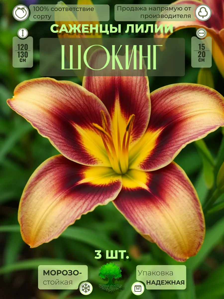 Флоратория / Луковицы Лилии Многолетние Зимостойкие Шокинг