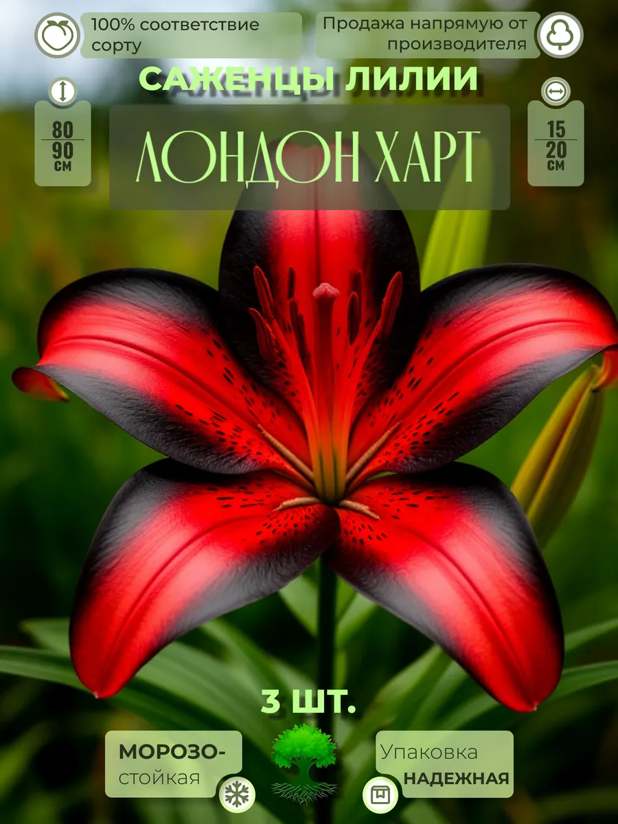 Флоратория / Луковицы Лилии Многолетние Зимостойкие Лондон Харт