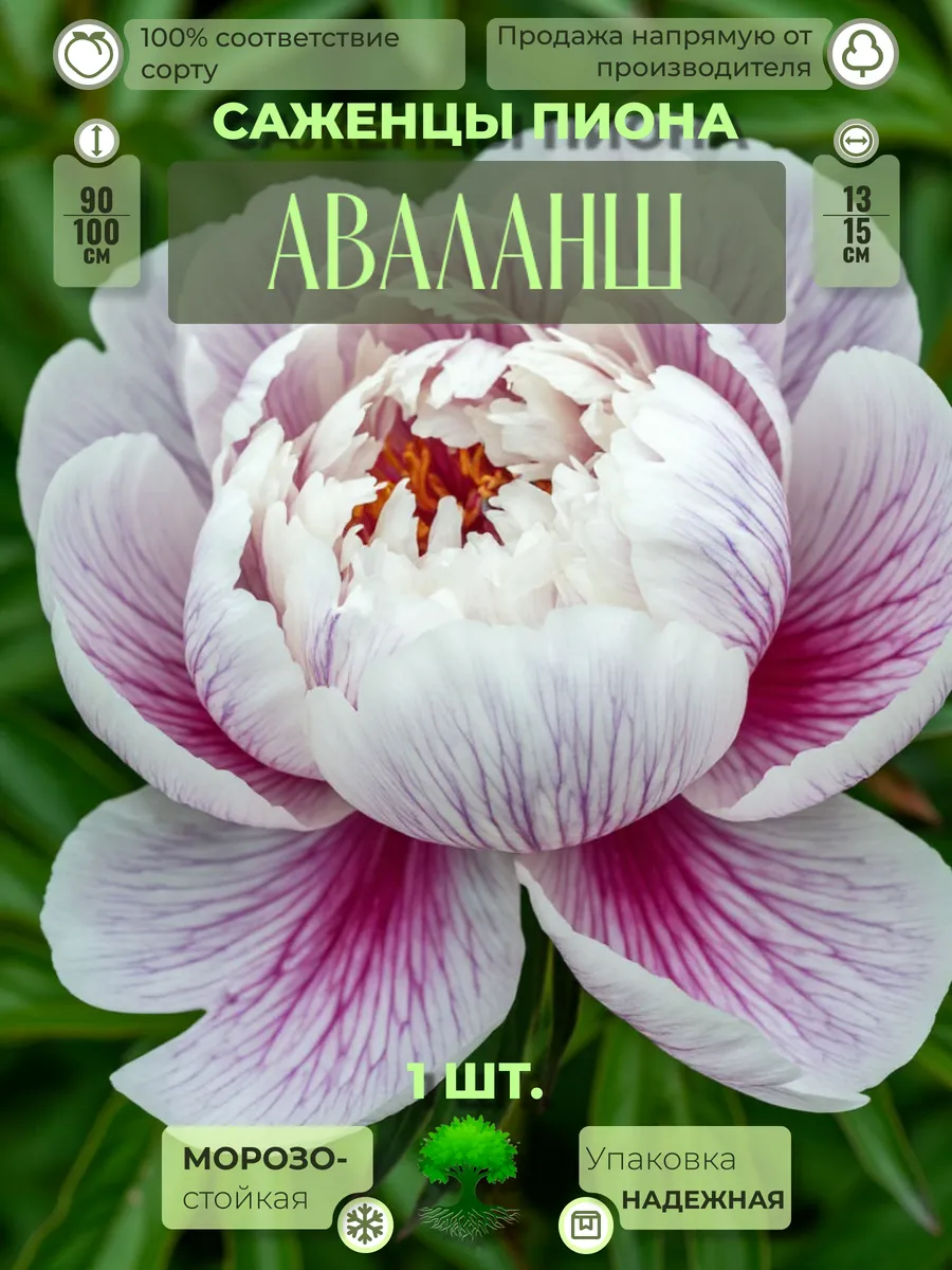 Флоратория / Корни Пиона Аваланш