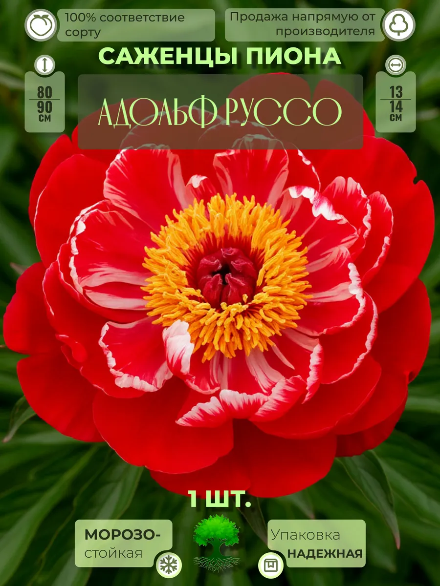 Флоратория / Корни Пиона Адольф Руссо