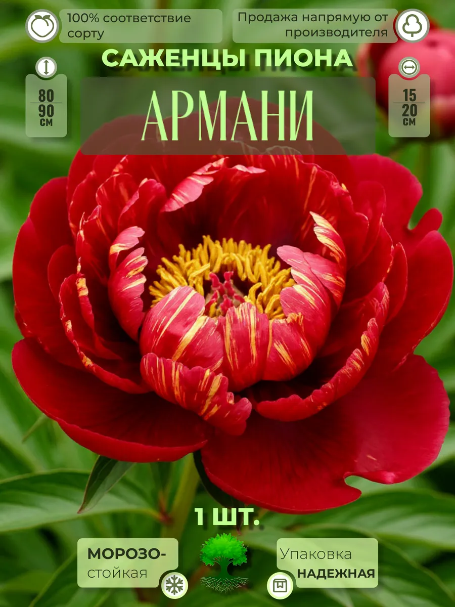 Флоратория / Корни Пиона Армани