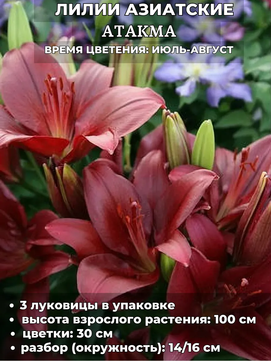 Садовая мозаика / Лилия Атакма, луковицы на посадку 3 штуки