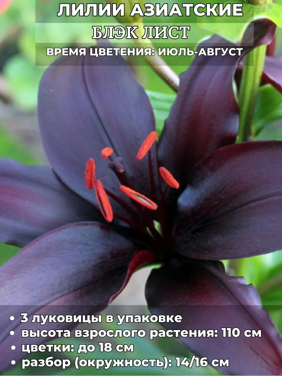 Садовая мозаика / Лилия Атакма, луковицы на посадку 3 штуки