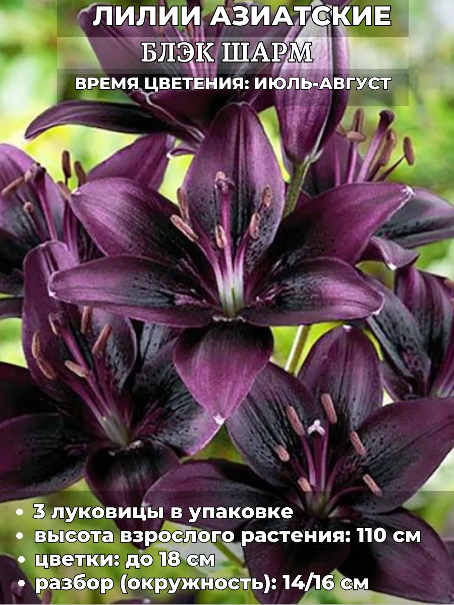 Садовая мозаика / Лилия азиатская, луковицы на посадку 3 штуки