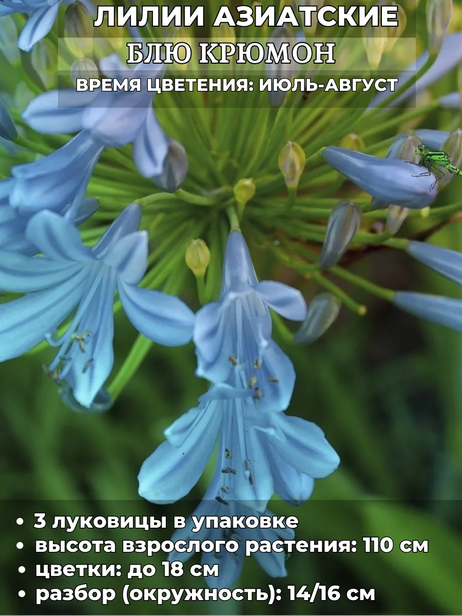 Садовая мозаика / Лилия Блю Крюмон, луковицы на посадку 3 штуки