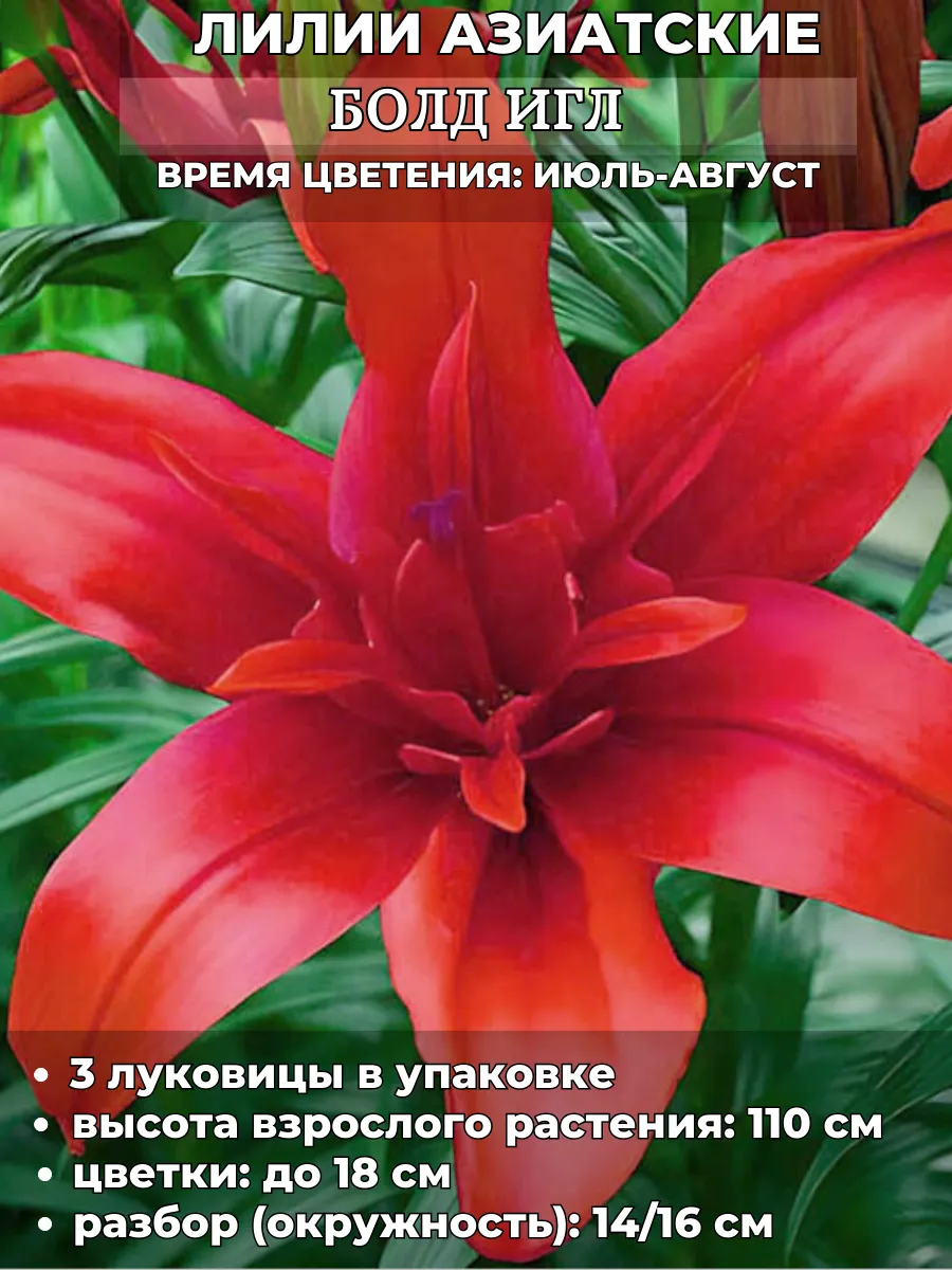 Садовая мозаика / Лилия Болд Игл, луковицы на посадку 3 штуки