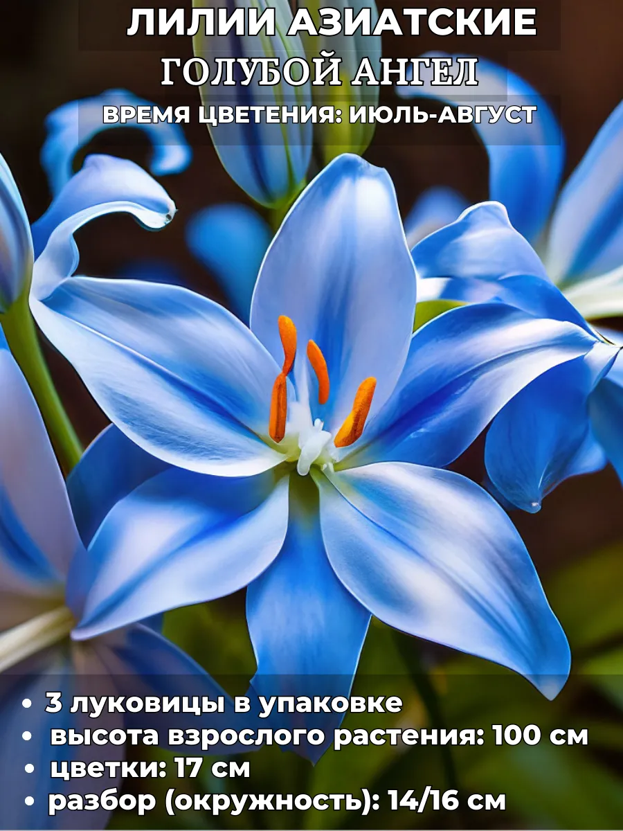 Садовая мозаика / Лилия Голубой ангел, луковицы на посадку 3 штуки