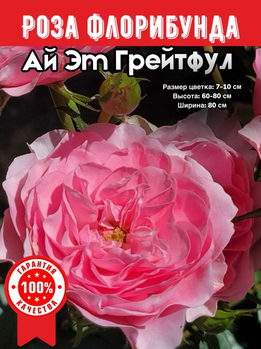 Саженцы розы Ай Эт Грейтфул