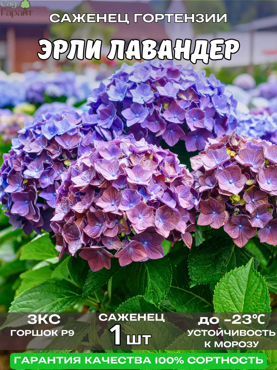 САД ГАРАНТ / Саженцы Гортензии Крупнолистной Эрли Лавандер