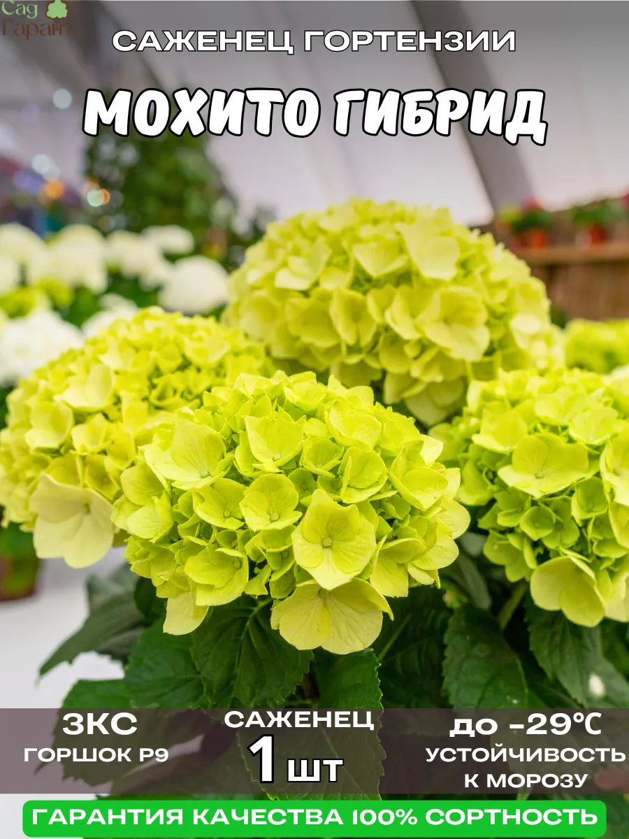 САД ГАРАНТ / Саженцы Гортензии Крупнолистной Мохито Гибрид