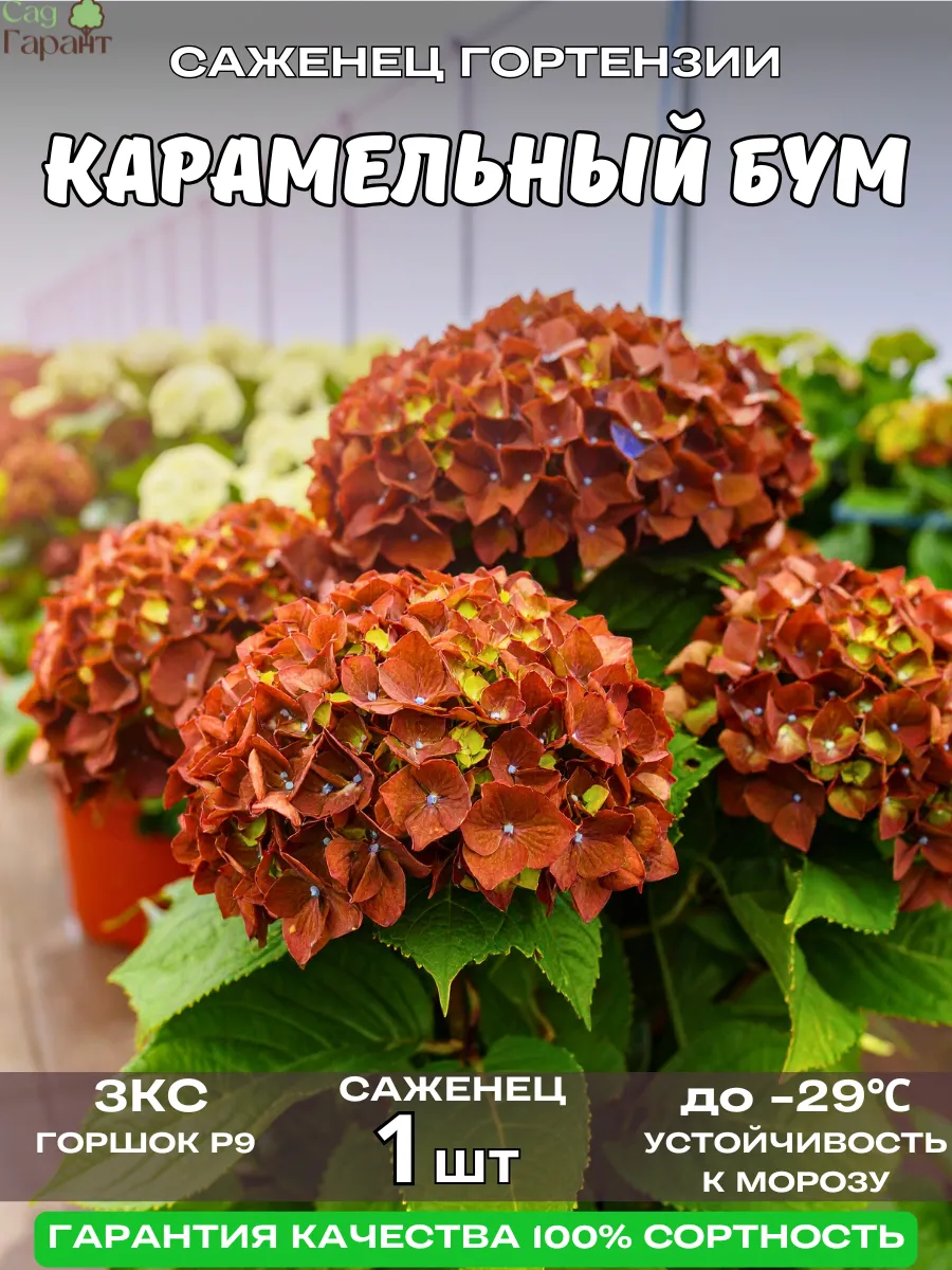 САД ГАРАНТ / Саженцы Гортензии Крупнолистной Карамельный Бум