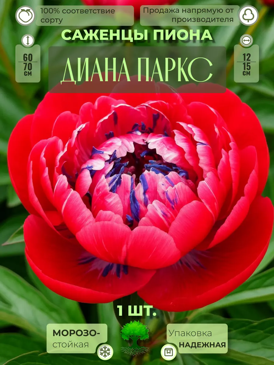 Флоратория / Корни Пиона Диана Паркс