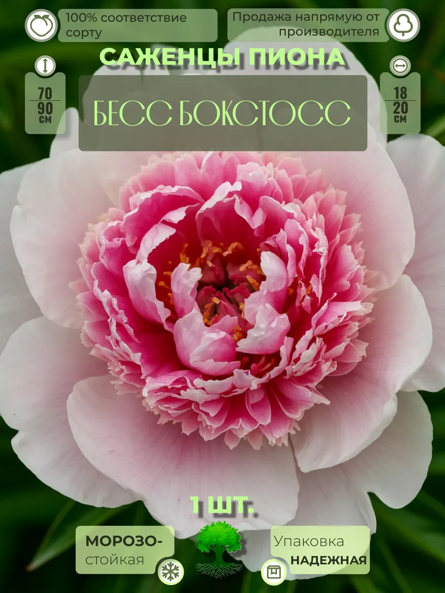 Флоратория / Корни Пиона Бесс Бокстосс