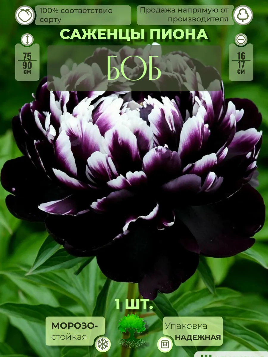 Флоратория / Корни Пиона Боб